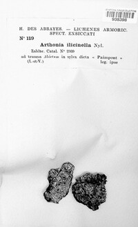Image of Arthonia ilicinella